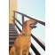 Collar para perro Dashi Licencia Oficial Muskehounds