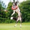 Frisbee Perro Capitán América 26cm